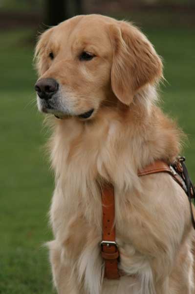 Duran the Seeing Eye dog
